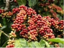 Sản lượng cà phê Việt Nam niên vụ 2015 giảm 15%