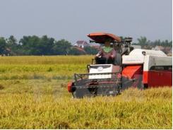 Sản lượng lúa của cả nước ước đạt hơn 45 triệu tấn