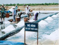 Tổ chức hội thảo đầu bờ về mô hình sản xuất muối sạch
