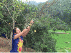 Giải pháp nào khắc phục tình trạng sâu bệnh hại cây cam, quýt ở Quang Thuận