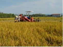 Tăng sức cạnh tranh cho sản phẩm lúa gạo Hà Tĩnh