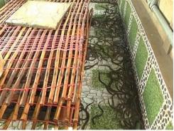 Tập huấn nuôi lươn không bùn
