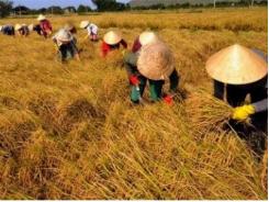 Thị trường gạo chất lượng cao tiềm năng còn bỏ ngỏ
