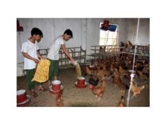 Siết nhập khẩu thịt gà để ổn định chăn nuôi