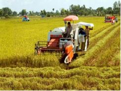 Trời nắng vàng, nông dân miền Trung hào hứng thu hoạch lúa