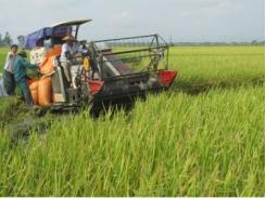 Toàn tỉnh thu hoạch được hơn 32.000 ha lúa mùa