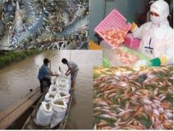 Xuất khẩu thủy sản giảm đừng đổi lỗi Trung Quốc