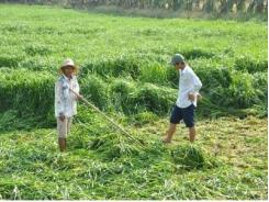Sẽ hình thành khu trồng cỏ nuôi bò sữa tự nhiên tại huyện Mê Linh