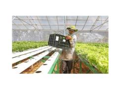Công ty Nhật Bản khảo sát đầu tư sản xuất rau hữu cơ tại Hà Nam