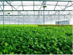 Vingroup xây nhà kính 1.000 tỷ trồng rau sạch
