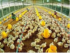 Vay vốn lãi suất cao, cạnh tranh kiểu gì?