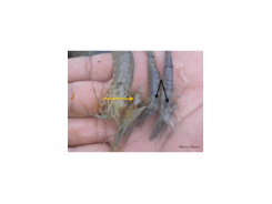 Phương pháp phòng và trị bệnh do vi khuẩn Vibrio sp gây bệnh gan tụy, EMS, phân trắng trên tôm và nguồn nước ao nuôi