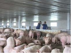 Quy hoạch lại chăn nuôi để chuẩn bị xuất khẩu thịt lợn
