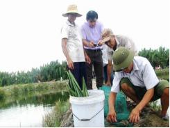 Quảng Nam Hiệu quả cao từ mô hình nuôi cua thương phẩm ở vùng triều