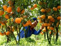 Kỹ thuật trồng cây cam, quýt