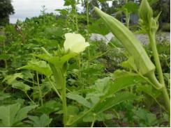 Kỹ thuật trồng Đậu bắp Hibiscus esculentus L.