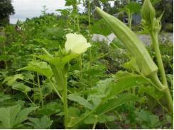 Quy trình trồng đậu bắp trắng TLP 18