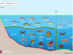 Đề nghị lập bản đồ vùng biển cấm khai thác hải sản tầng đáy