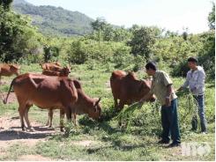 Hiệu quả mô hình “nuôi bò rẻ” ở Phước Hòa