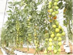 Bến Tre: Hiệu quả từ trồng cà chua Picota công nghệ cao