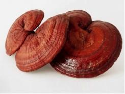 Nấm linh chi trồng và nấm linh chi tự nhiên