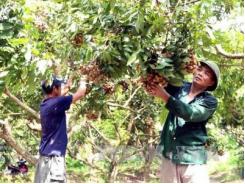 Nhãn muộn Khoái Châu cây làm giàu cho dân ven sông Hồng