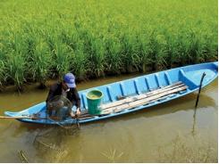 Đề án tôm, lúa: Nâng cao hiệu quả sản xuất của ngành nông nghiệp