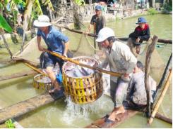 Cá tra sập bẫy thương lái Trung Quốc