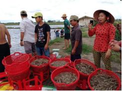 Tôm sú, tôm càng đầu hàng tôm thẻ