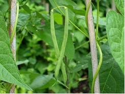 Cách trồng đậu đũa