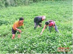 Trồng muống làm chơi ăn thật ở Diễn Châu