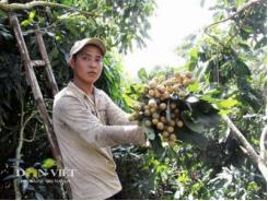 Lên đời cho xoài, nhãn chinh phục thị trường khó tính