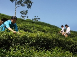 Vietnamese tea seeks to enter choosy markets