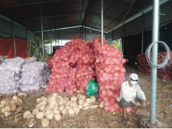 Giá dừa khô Bến Tre tăng kỷ lục