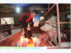Hiệu quả từ chăn nuôi lợn theo tiêu chuẩn VietGAP