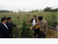 Ninh Bình: Trồng cà chua bi VietGap lợi nhuận cao hơn 136% so với cà chua thường