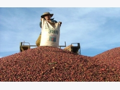 Vietnam’s coffee industry relies on merchants
