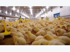 Poultry firm imports top-notch chickens