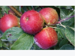Những điều cần lưu ý khi trồng táo