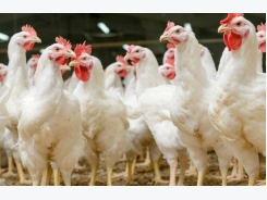 4 keys to US poultry industry profitability in 2017