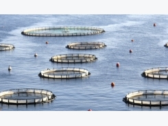 Iran: Sản lượng nuôi trồng thủy sản đứng đầu ở Trung Đông