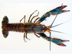 Redclaw crayfish (Cherax quadricarinatus)
