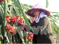 Agricultural sector likely to achieve growth target this year