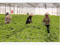 Mô hình trồng tía tô xanh xuất khẩu sang Nhật Bản