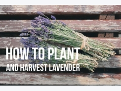 How to Plant and Harvest Lavender
