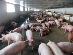 Production chains vital for pork industry, say experts