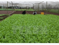Workshop seeks to develop organic farming in Vietnam