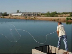 How do you raise shrimp without an ocean? You can find out right here in Arizona