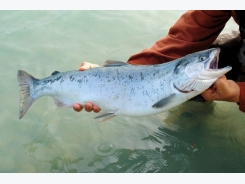Does aquaculture impact wild fish quality?