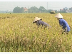 Mô hình trồng lúa VietGAP trên mảnh đất quan họ